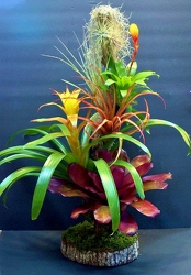 Blooming Bromeliad tree Brom14-1 from Krupp Florist, your local Belleville flower shop