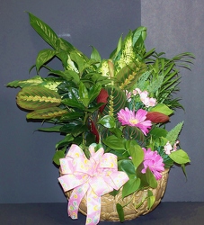 Dishgarden planter-XL dish14-4 from Krupp Florist, your local Belleville flower shop