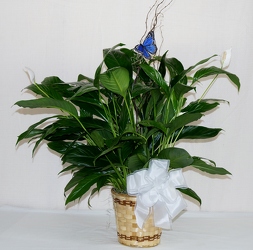 Peace lily plant with butterfly-small Gp14-1 from Krupp Florist, your local Belleville flower shop