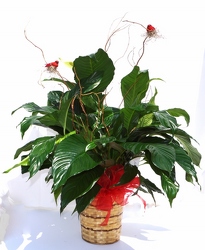 Peace lily plant decorated-medium gp9-13 from Krupp Florist, your local Belleville flower shop