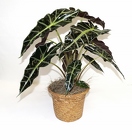/images/Green_plants_11-13_754x800lg.jpg alocasia plant