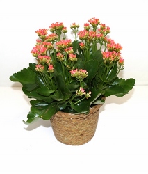 kalanchoe plant from Krupp Florist, your local Belleville flower shop