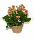 /images/Green_plants_12-13_679x800lg.jpg kalanchoe plant