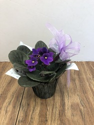 African violet plant-aviolet-01 from Krupp Florist, your local Belleville flower shop