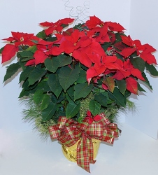 Extra large red poinsettia ch15-37 from Krupp Florist, your local Belleville flower shop