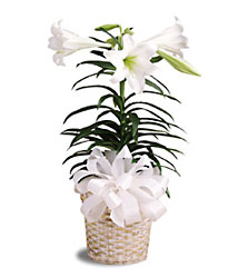 6" Easter Lily Plant from Krupp Florist, your local Belleville flower shop