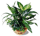 /images/ftd04white/C34-2947lg.jpg Exotic Dishgarden Assortment