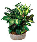 /images/ftd04white/S37-3816lg.jpg FTD Woodland Greens Assortment