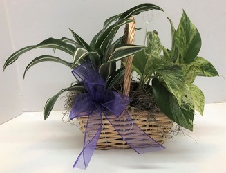 Double basket-small from Krupp Florist, your local Belleville flower shop