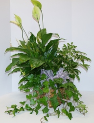 Triple plant basket-gp15-1 from Krupp Florist, your local Belleville flower shop