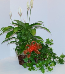 Double plant basket-gp15-3a from Krupp Florist, your local Belleville flower shop