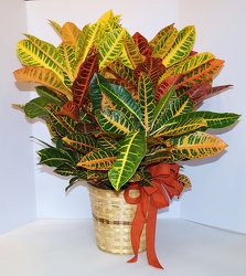 Croton plant-gp15-6 from Krupp Florist, your local Belleville flower shop