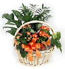 /images/media99/m02-042lg.jpg Colorful Dishgarden