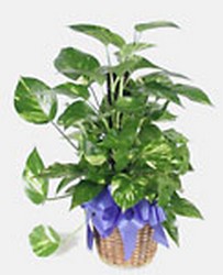 Peace lily plant-medium m02-040a from Krupp Florist, your local Belleville flower shop