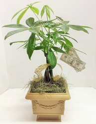 Money tree  from Krupp Florist, your local Belleville flower shop