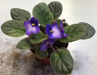 African violet plant-afrviolet from Krupp Florist, your local Belleville flower shop