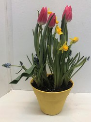 Tulip bulb garden from Krupp Florist, your local Belleville flower shop