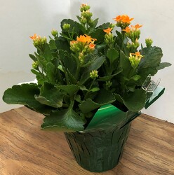 Kalanchoe plant-kalanchoe from Krupp Florist, your local Belleville flower shop