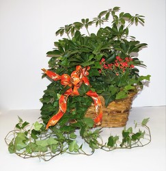 Double and triple baskets-plants16-13 from Krupp Florist, your local Belleville flower shop