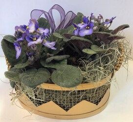 African Violet from Krupp Florist, your local Belleville flower shop