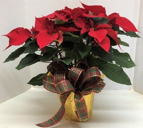Red poinsettia 8" from Krupp Florist, your local Belleville flower shop
