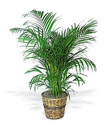 Areca Palm large  from Krupp Florist, your local Belleville flower shop
