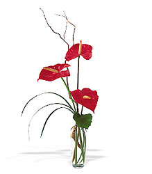 The Simplicty of Anthuriums from Krupp Florist, your local Belleville flower shop