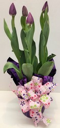 Tulip bulb plant  tulipbulb-1803 from Krupp Florist, your local Belleville flower shop