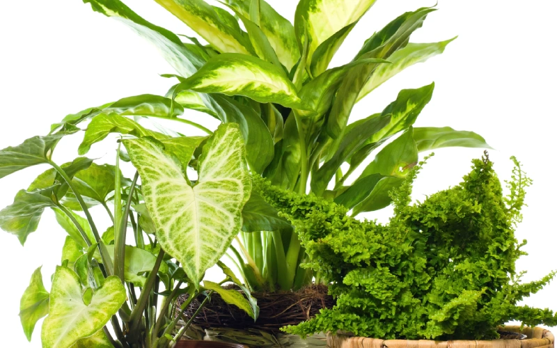 Green and Blooming Plants delivered daily