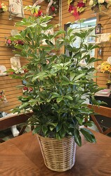 Arbicola from Krupp Florist, your local Belleville flower shop