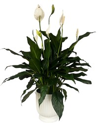 The FTD Comfort Planter from Krupp Florist, your local Belleville flower shop