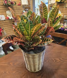Croton from Krupp Florist, your local Belleville flower shop