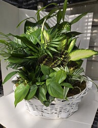 Dish garden planter XXXL from Krupp Florist, your local Belleville flower shop