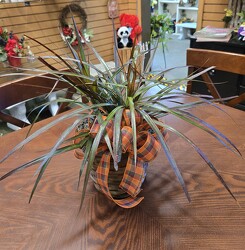 Dracaena from Krupp Florist, your local Belleville flower shop