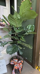 Fiddle leaf fig from Krupp Florist, your local Belleville flower shop