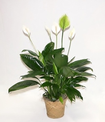 Small Peace Lily Basket from Krupp Florist, your local Belleville flower shop