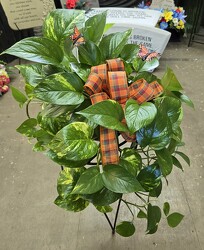  Decorated Pothos from Krupp Florist, your local Belleville flower shop