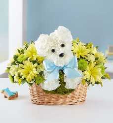It’s a-DOG-able Boy blm-166265b from Krupp Florist, your local Belleville flower shop