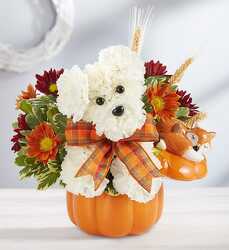 A-Dog-Able for Fall blm-183640 from Krupp Florist, your local Belleville flower shop