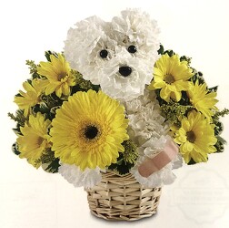 Get well soon dog-BLM-SICK-DOG from Krupp Florist, your local Belleville flower shop