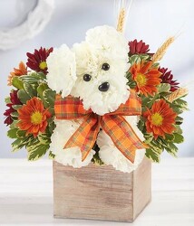 a-Dog-able For Fall blm-194994 from Krupp Florist, your local Belleville flower shop