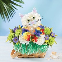 Luau kitty blm-luaukitty from Krupp Florist, your local Belleville flower shop