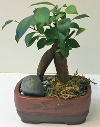 Bonsai-small bonsai-01  from Krupp Florist, your local Belleville flower shop