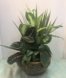 Dishgarden planter-large dish-10inch from Krupp Florist, your local Belleville flower shop