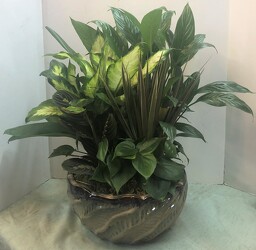 Dishgarden planter-XL dish-12inch from Krupp Florist, your local Belleville flower shop