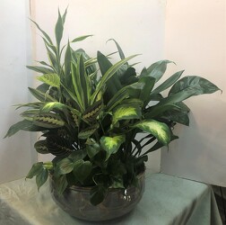 Dishgarden Planter - XXL from Krupp Florist, your local Belleville flower shop