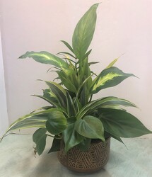 Dishgarden Planter - Small from Krupp Florist, your local Belleville flower shop