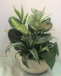 Dishgarden planter-medium dish-8inch from Krupp Florist, your local Belleville flower shop