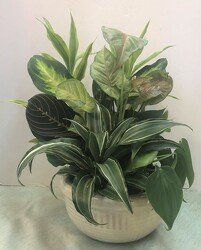 Dishgarden Planter - Medium from Krupp Florist, your local Belleville flower shop