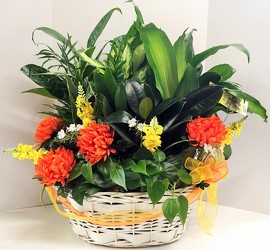 Dishgarden planter-XXXL dish-XXXL from Krupp Florist, your local Belleville flower shop